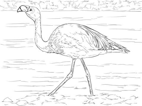 James'S Flamingo Coloring Page